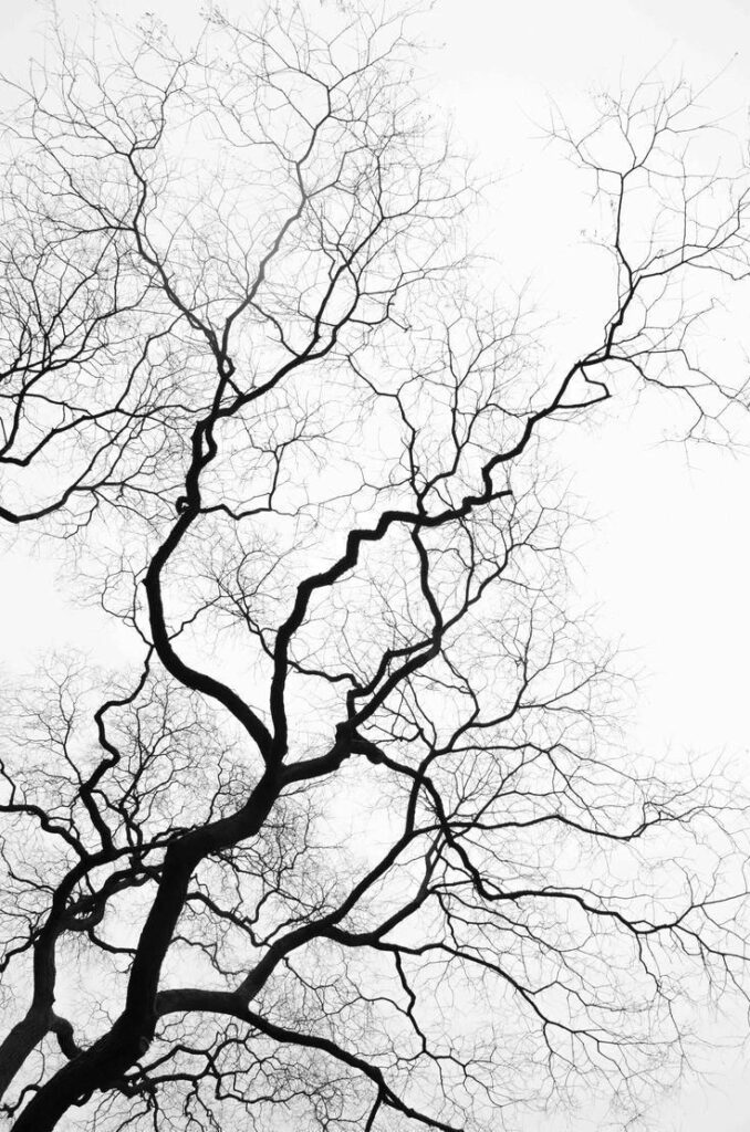 Skeletal Beauty: Tree Branches in Monochrome
