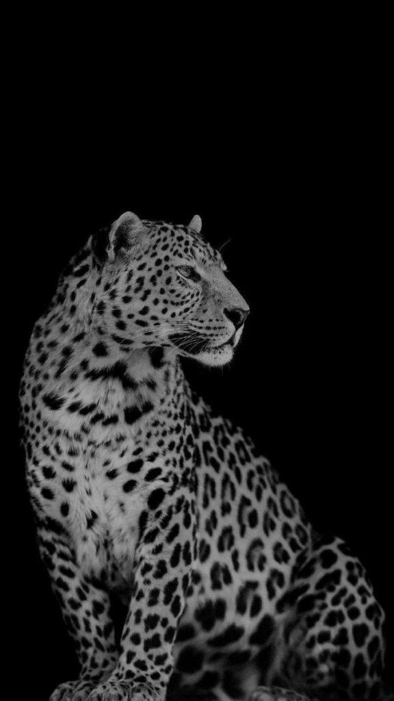 Cheetah Under the Cover of Darkness