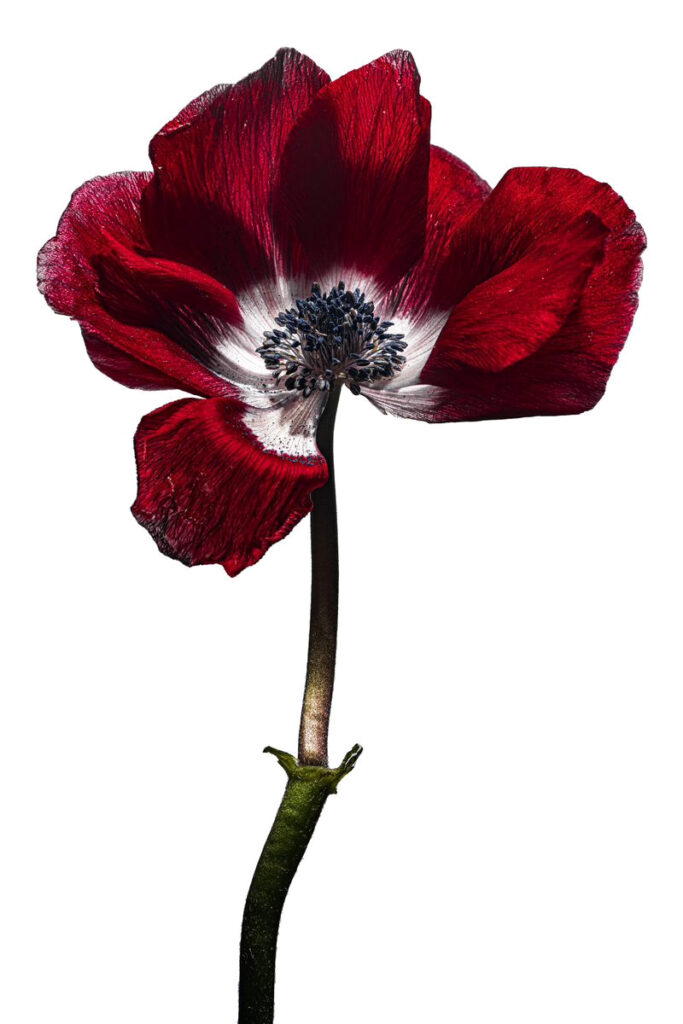 Stunning Single Red Flower Blooms against a Pure White Canvas