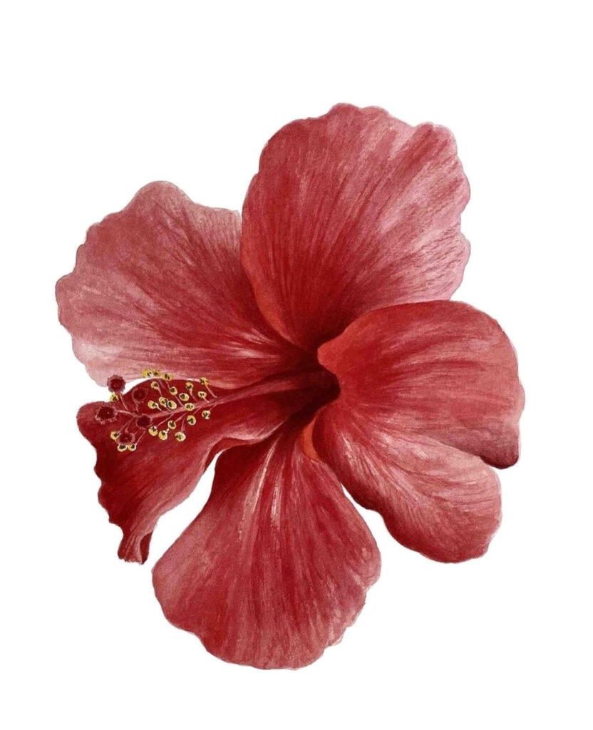 Simple Elegance: A Timeless White Background Blooms with a Red Flower