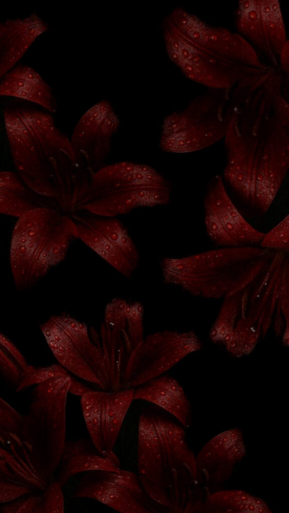 Elegant Red Lilies: Symbolism and Meaning