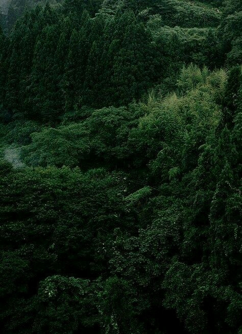 Dense Forest Paradise Awaits You