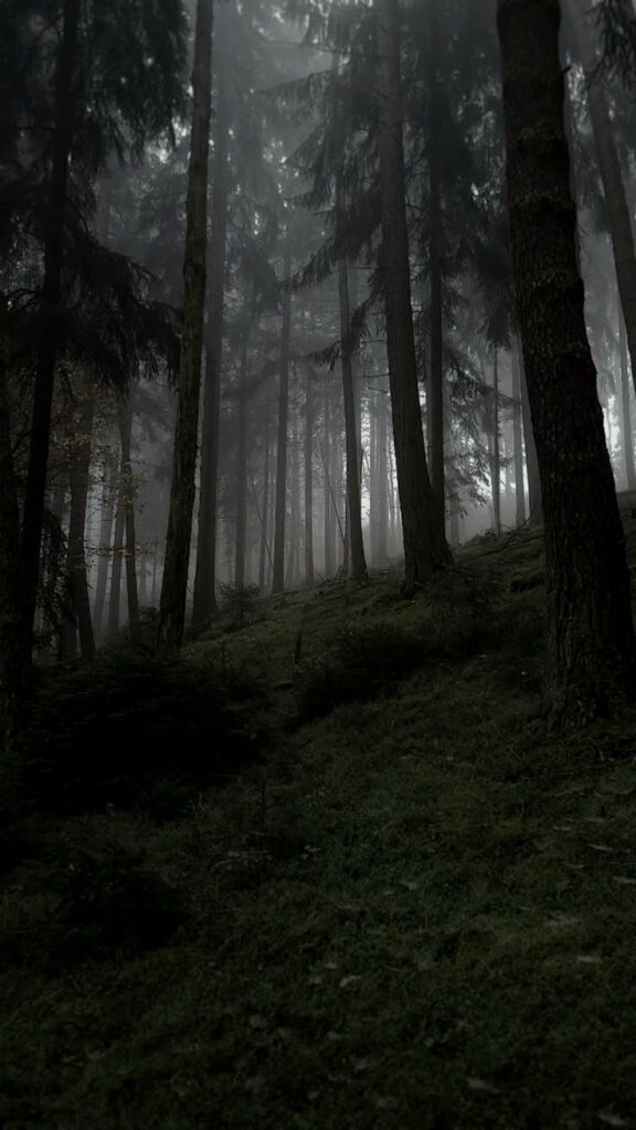 Mysterious Forest Glade