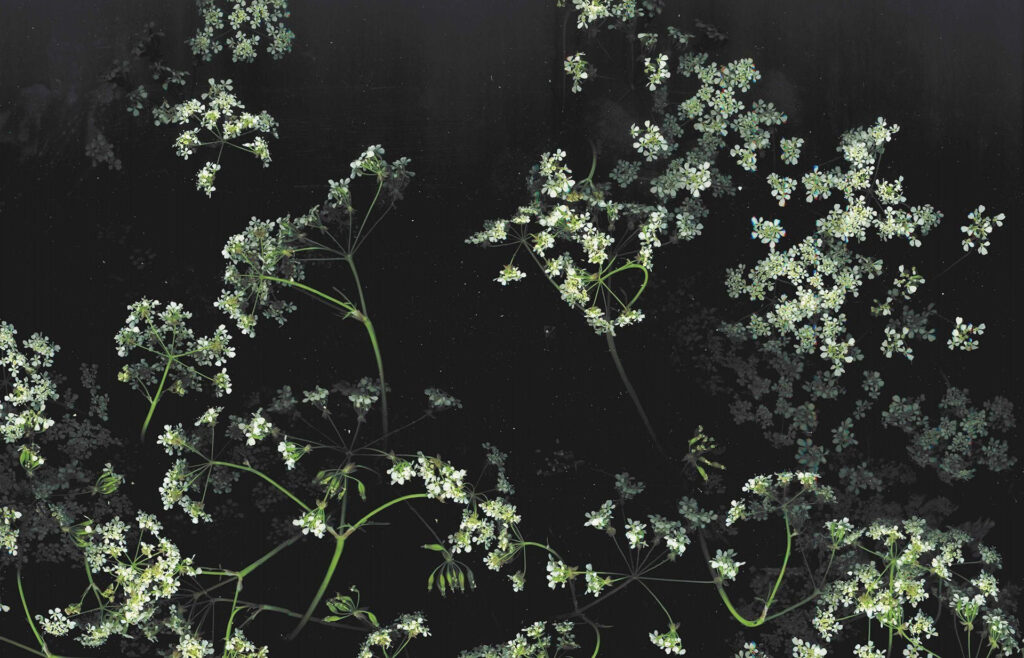 Monochromatic Elegance: White Blooms Against A Dramatic Black Backdrop