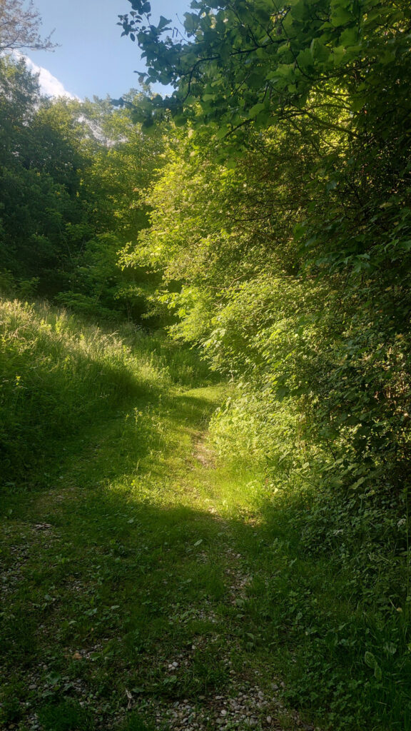 Sunlight Filters Through Enchanted Forest Paths