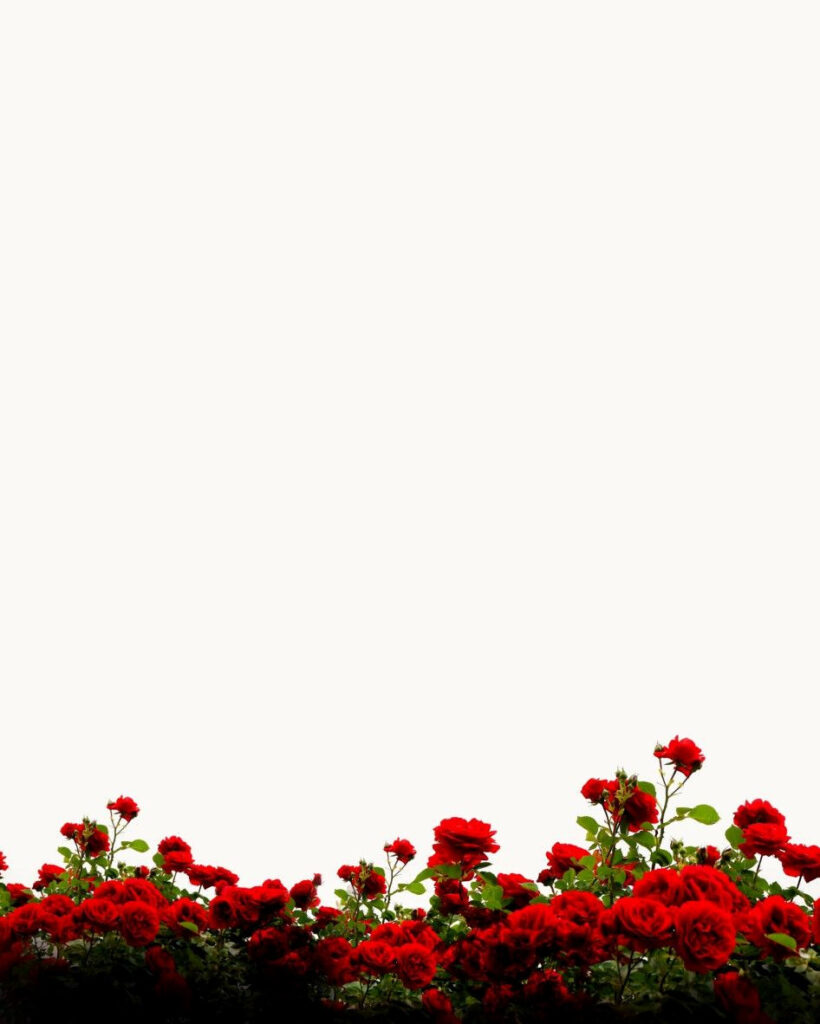 Dramatic Red Blooms Shine Bright Against Clean White